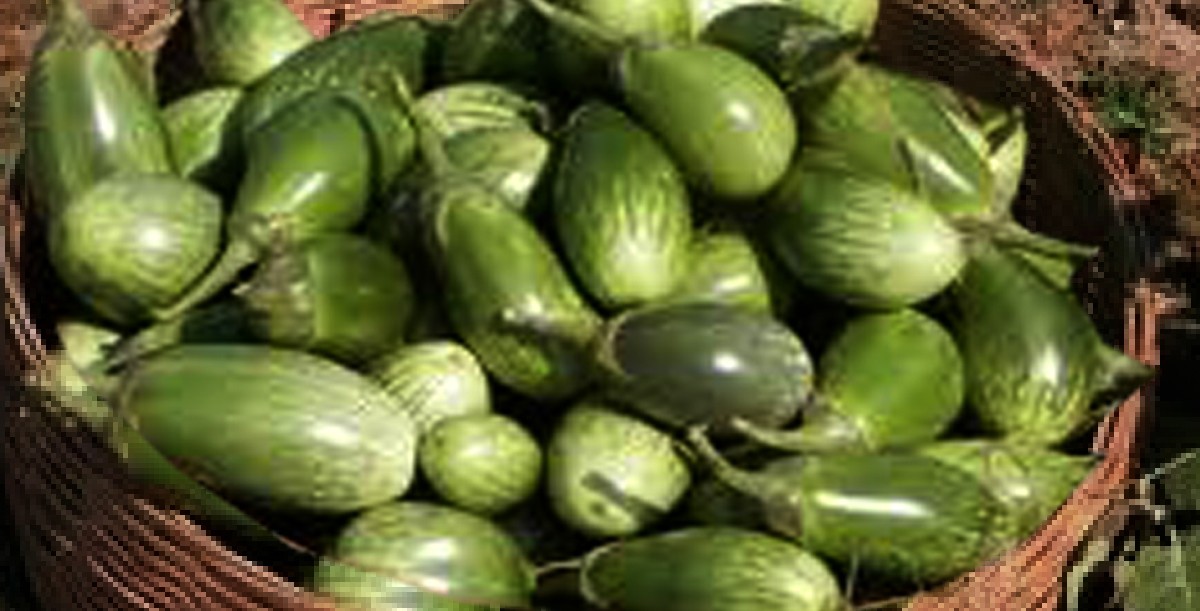 ভেড়ামারায় প্রতি কেজি বেগুনের দাম ১০ টাকা