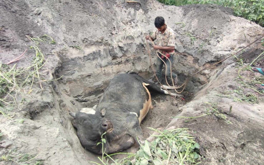কুষ্টিয়া বিশ প্রয়োগে ৩ লাখ টাকার গরুর মৃত্যু 3 173867877467a221f61a27a কুষ্টিয়া বিশ প্রয়োগে ৩ লাখ টাকার গরুর মৃত্যু
