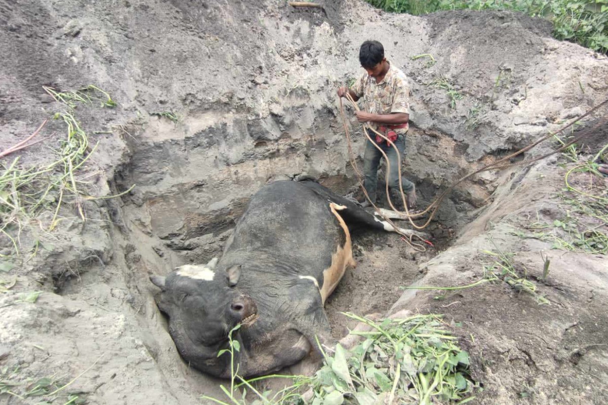 কুষ্টিয়া বিশ প্রয়োগে ৩ লাখ টাকার গরুর মৃত্যু