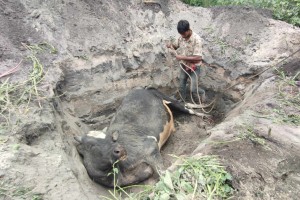 কুষ্টিয়া বিশ প্রয়োগে ৩ লাখ টাকার গরুর মৃত্যু