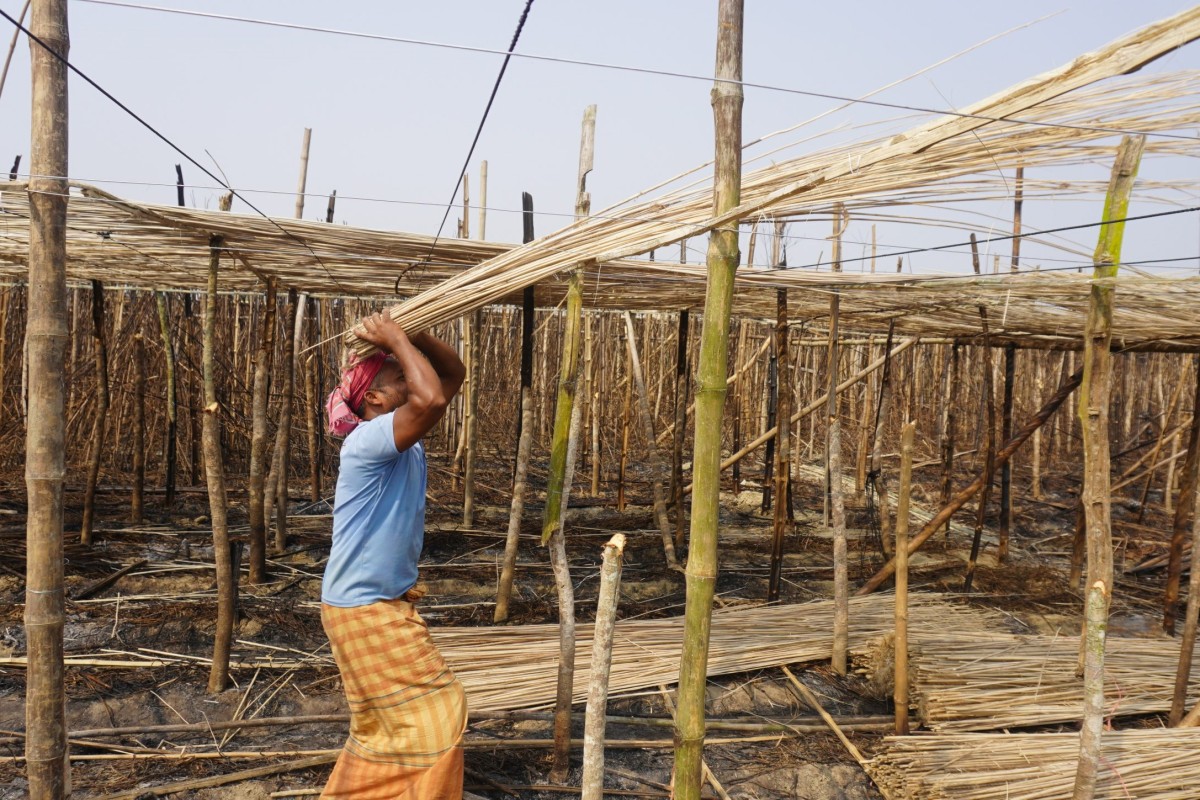 ভেড়ামারায় অগ্নিকান্ডে ক্ষতিগ্রস্থ্য পান চাষীদের জীবন যুদ্ধে ঘুরে দাঁড়ানোর চেষ্টা