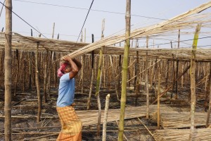ভেড়ামারায় অগ্নিকান্ডে ক্ষতিগ্রস্থ্য পান চাষীদের জীবন যুদ্ধে ঘুরে দাঁড়ানোর চেষ্টা
