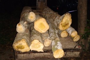 কুষ্টিয়ায় বন দিবসে সরকারি গাছ কর্তন