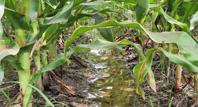 কুমারখালীতে  শত্র“তাপূর্বক  ভুট্টাক্ষেত নষ্ট, ব্যবস্থা নেওয়ার আশ্বাস ইউএনওর