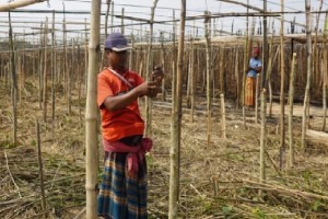 ভেড়ামারার পান চাষিরা পোড়া পানের বরজে খুঁজছেন স্বপ্ন