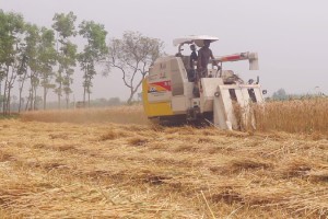 কুষ্টিয়ায় কম্বাইন্ড হার্ভেষ্টার মেশিনের ব্যবহারে কমেছে উৎপাদন খরচ