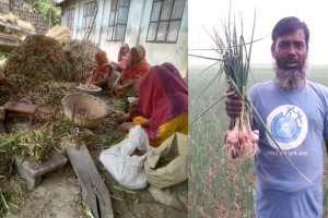 পেঁয়াজ উৎপাদনের খরচ বেশি হওয়ায় হতাশায় কুষ্টিয়ার চাষিরা