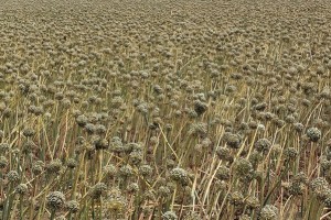 কুমারখালীতে পেঁয়াজের বীজ চাষ করে লাভবান হওয়ার স্বপ্ন দেখছেন চাষীরা 