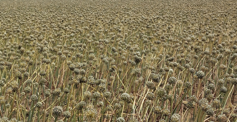 কুমারখালীতে পেঁয়াজের বীজ চাষ করে লাভবান হওয়ার স্বপ্ন দেখছেন চাষীরা 