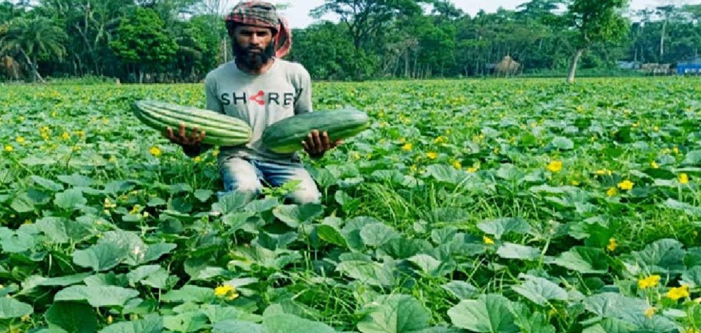 ভেড়ামারায় বাঙ্গির বাম্পার ফলন ও ভালো দামে খুশি চাষিরা 5 173867895267a222a8d4bd8 ভেড়ামারায় বাঙ্গির বাম্পার ফলন ও ভালো দামে খুশি চাষিরা