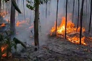 দৌলতপুরে ভয়াবহ অগ্নিকান্ডে ২০ কৃষকের স্বপ্ন পুড়ে ছাই