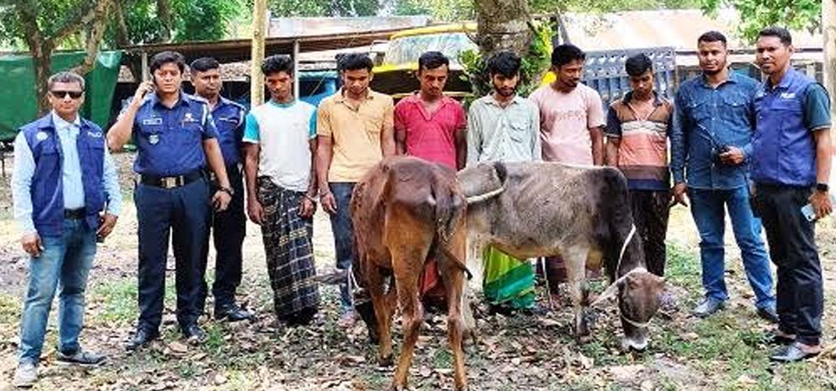 ইবি থানায় গরু চোর চক্রের ৬ সদস্য আটক