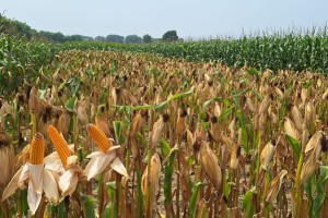 কুমারখালীতে ভুট্টা চাষে কৃষকের মুখে হাঁসি!   