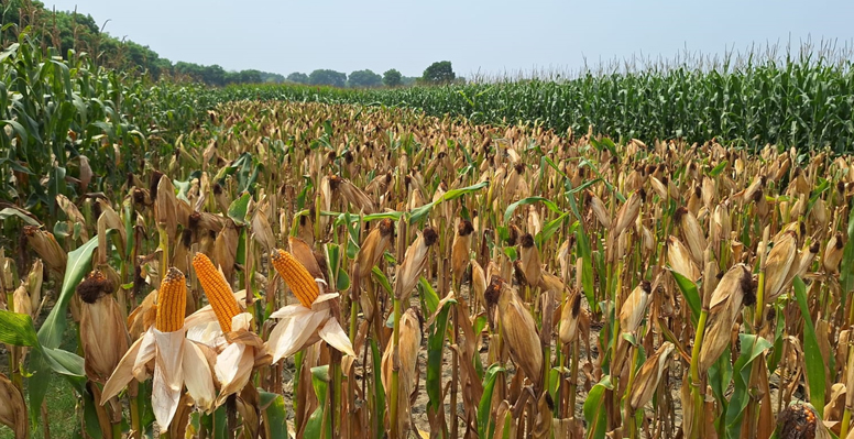 কুমারখালীতে ভুট্টা চাষে কৃষকের মুখে হাঁসি!   