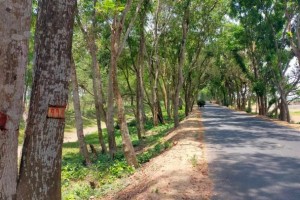 সমিতির লোকদের টাকা দিতে কাটা হবে ৩ হাজার গাছ