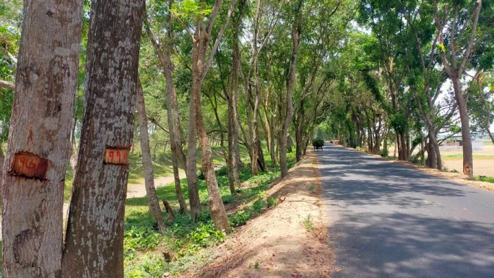 সমিতির লোকদের টাকা দিতে কাটা হবে ৩ হাজার গাছ