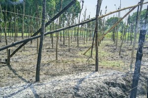 পূর্ব শত্র“তার জেরে পুড়িয়ে দেয়া হলো পানের বরজ