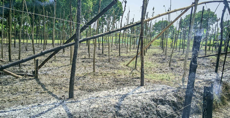 পূর্ব শত্র“তার জেরে পুড়িয়ে দেয়া হলো পানের বরজ