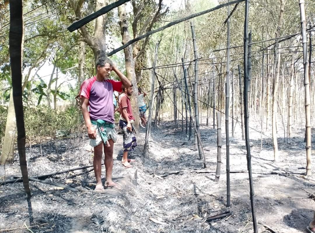 ভেড়ামারায় আবারও আগুনে পুড়ল ৫০ বিঘা পানের বরজ