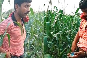 বেশ কয়েকবার মাদকসহ আটকের পর থামছে না ছানোর এর মাদক ব্যবসা।