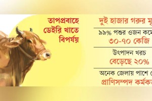 কোরবানির আগে বিপদে খামারি, মাথায় হাত