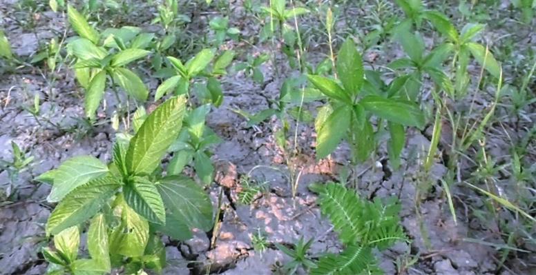 ভেড়ামারায় দাবদাহে পাটখেত ফেটে চৌচির বিপাকে কৃষকরা