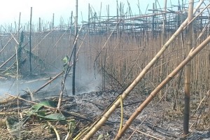 কুষ্টিয়ার মিরপুরে ৪ বিঘা জমির পানের বরজ পুড়ে ছাই