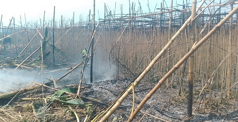 কুষ্টিয়ার মিরপুরে ৪ বিঘা জমির পানের বরজ পুড়ে ছাই