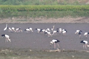 প্রচন্ড তাপপ্রবাহে নাকাল গৃহপালিত ও বন্যপ্রাণীরা