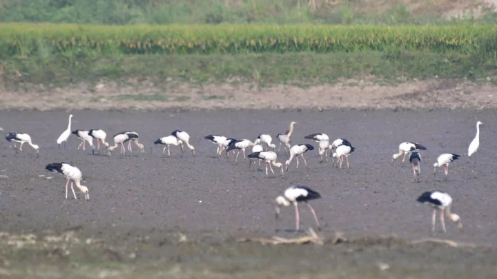 প্রচন্ড তাপপ্রবাহে নাকাল গৃহপালিত ও বন্যপ্রাণীরা