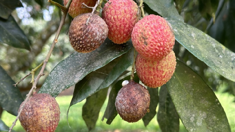 বিরূপ আবহাওয়ায় গাছেই ফেটে যাচ্ছে লিচু
