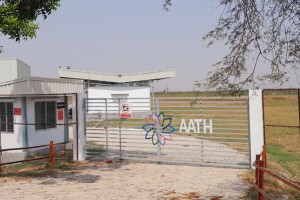 কুষ্টিয়ায় শত শত বিঘা জমিতে চাষ হচ্ছে বিষাক্ত তামাক