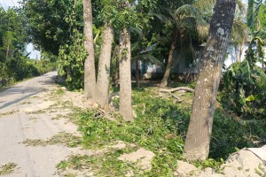 কুমারখালীতে সড়কের গাছ কেটে নেওয়ার অভিযোগ