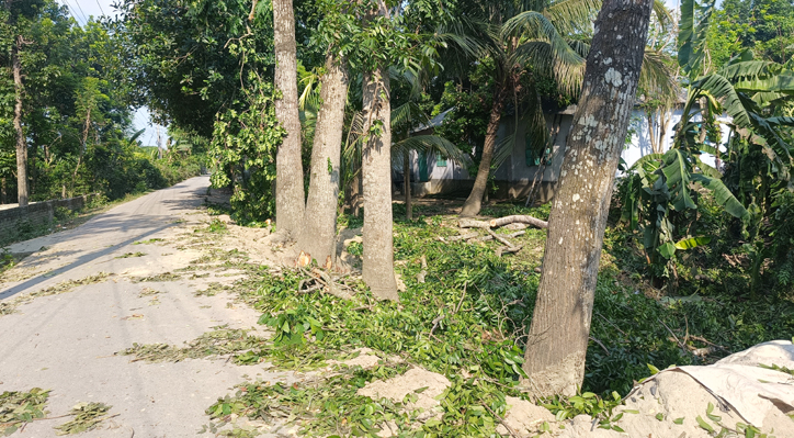 কুমারখালীতে সড়কের গাছ কেটে নেওয়ার অভিযোগ