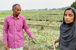 খোকসায় পূর্ব শত্র“তার জের ধরে ধরন্ত পটল গাছ কর্তনের অভিযোগ