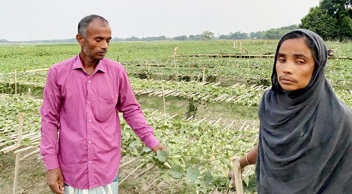 খোকসায় পূর্ব শত্র“তার জের ধরে ধরন্ত পটল গাছ কর্তনের অভিযোগ