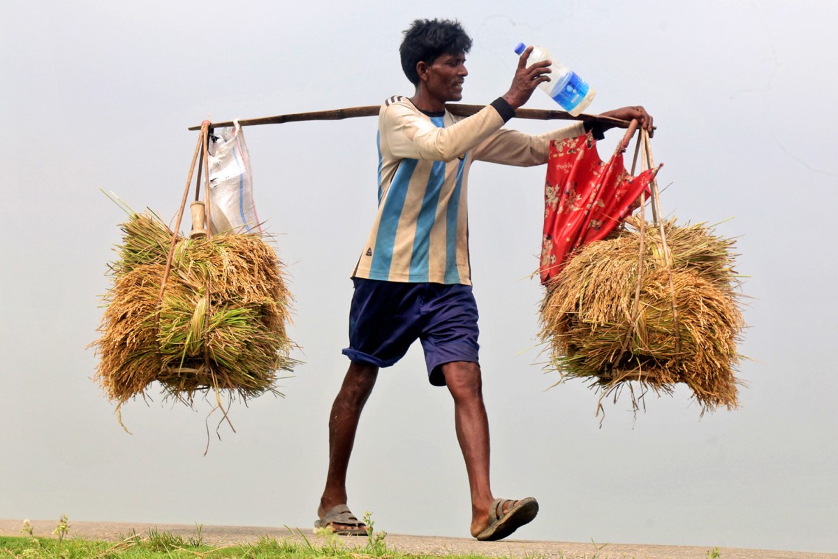 বাজারে ধানের দাম কম : হতাশ কৃষকরা