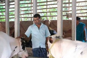 তীব্র তাপদাহে কোরবানির গরু নিয়ে দুশ্চিন্তায় খামারিরা