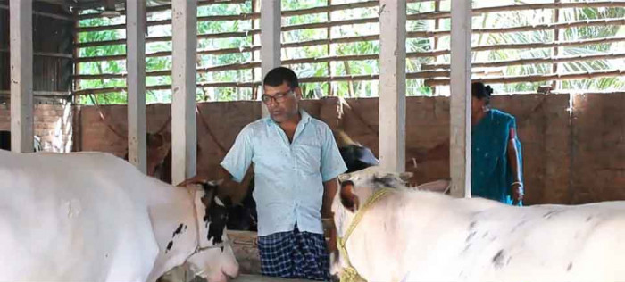তীব্র তাপদাহে কোরবানির গরু নিয়ে দুশ্চিন্তায় খামারিরা