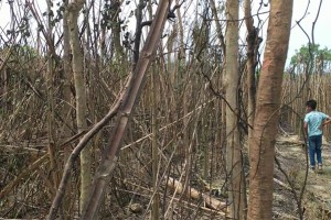 দৌলতপুরে পূর্ব শত্র“তার জেরে পান বরজে আগুন দেওয়ার অভিযোগ 