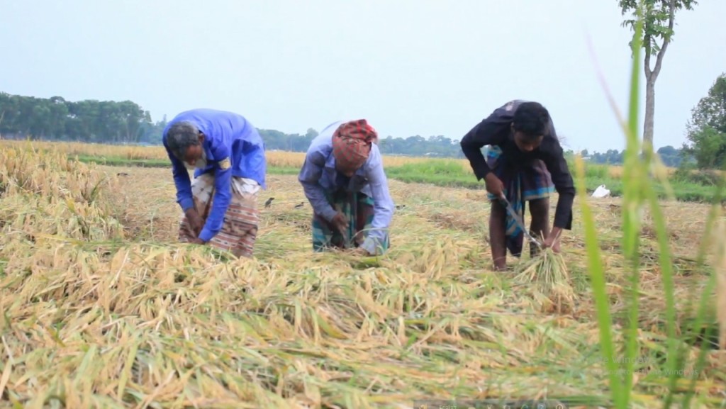 কুমারখালীতে বোরো ধানের ভালো ফলন, কৃষকের মুখে হাসি 4 173867976667a225d66c64b কুমারখালীতে বোরো ধানের ভালো ফলন, কৃষকের মুখে হাসি