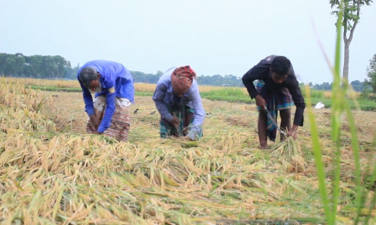কুমারখালীতে  বোরো ধানের ভালো ফলন, কৃষকের মুখে হাসি