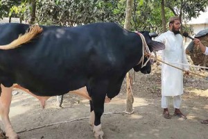 কোরবানিতে কুষ্টিয়ার চমক ভুট্টো সাহেব