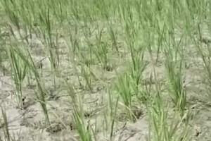ভেড়ামারায় তীব্র খরা ও অনাবৃষ্টির কারণে আমন ধান নিয়ে ক্ষতির মুখে কৃষক
