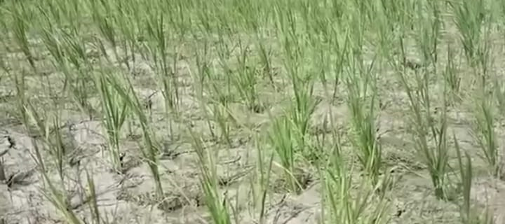 ভেড়ামারায় তীব্র খরা ও অনাবৃষ্টির কারণে আমন ধান নিয়ে ক্ষতির মুখে কৃষক 3 173867995267a22690a94ff ভেড়ামারায় তীব্র খরা ও অনাবৃষ্টির কারণে আমন ধান নিয়ে ক্ষতির মুখে কৃষক