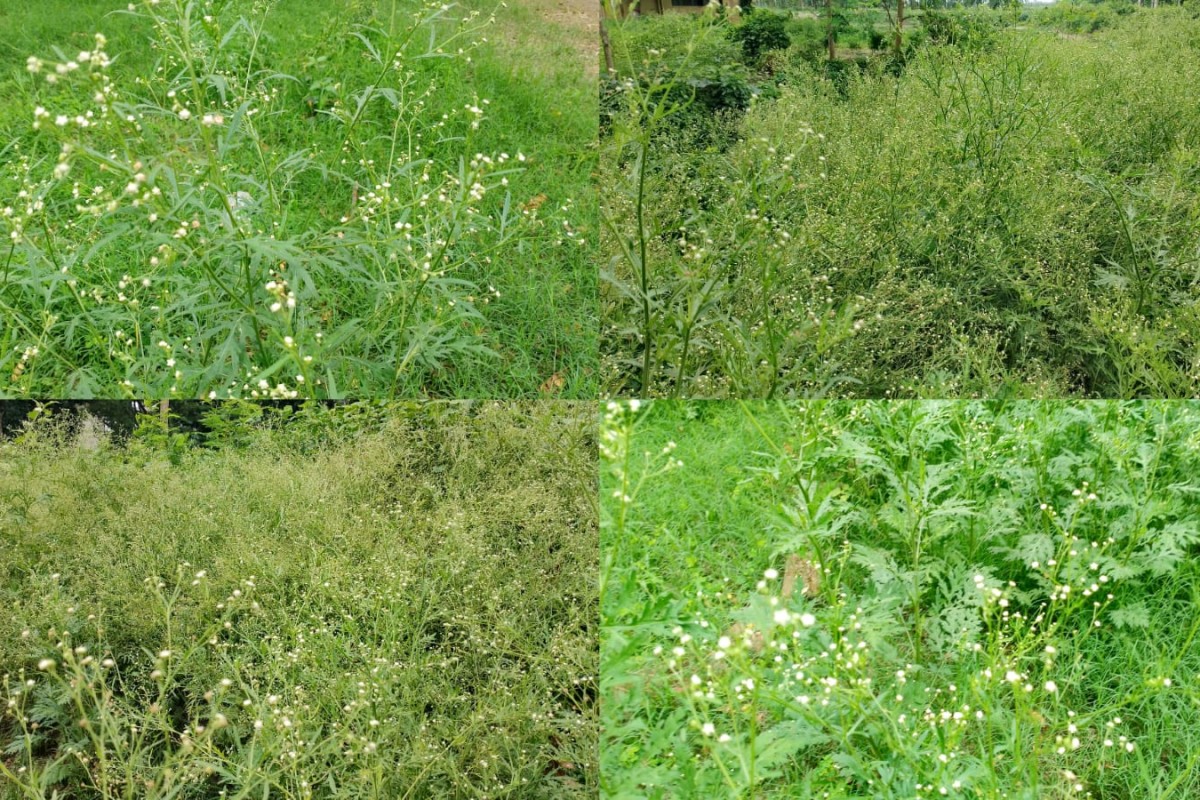 ইবির পথে প্রান্তরে মৃত্যদূত পার্থেনিয়াম