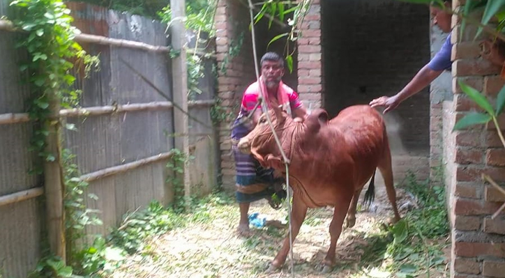 দৌলতপুরে কৃষকের চোরাই গরু উদ্ধার 