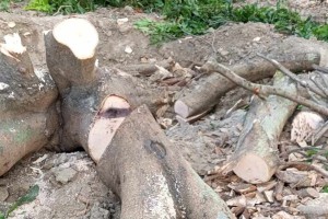 দৌলতপুরে জোরপূর্বক গাছ কেটে নেওয়ার অভিযোগ 