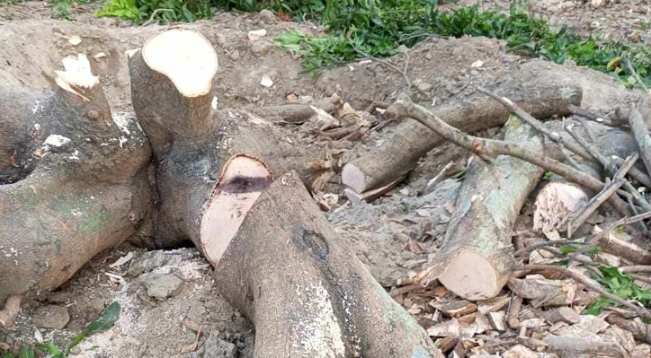দৌলতপুরে জোরপূর্বক গাছ কেটে নেওয়ার অভিযোগ 