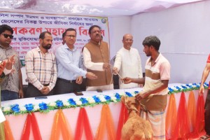 কুমারখালীতে জেলেদের মাঝে বাচুর গরু বিতরণ করলেন এমপি আব্দুর রউফ 